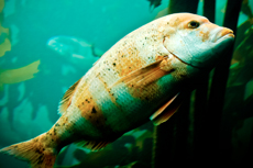King's Wharf Aquarium cruise excursion